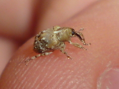 Lignyodes pallidus