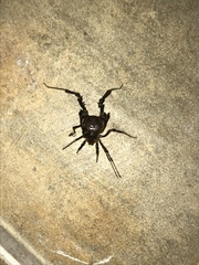 Pachylus paessleri
