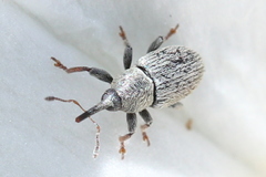 Tychius picirostris