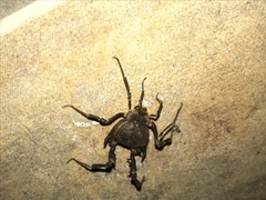 Pachylus paessleri