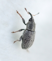 Tychius picirostris