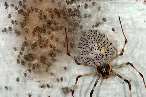 Ornamental Tree Trunk Spider