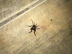 Pachylus paessleri