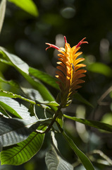 (c) Oscar Marín, some rights reserved (CC BY-SA) Aphelandra flava, photograph (c) Oscar Marín, some rights reserved (CC BY-SA)