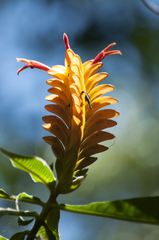 (c) Oscar Marín, some rights reserved (CC BY-SA) Aphelandra flava, photograph (c) Oscar Marín, some rights reserved (CC BY-SA)