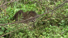 Cavia aperea anolaimae