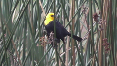 Chrysomus icterocephalus bogotensis