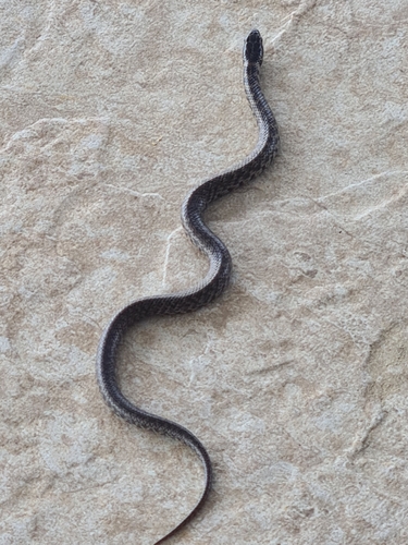 Erythrolamprus cobella
