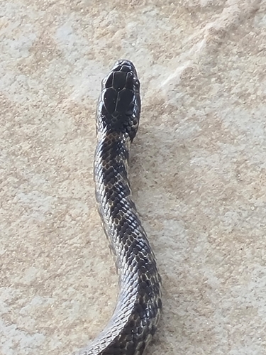 Erythrolamprus cobella
