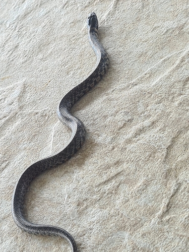 Erythrolamprus cobella