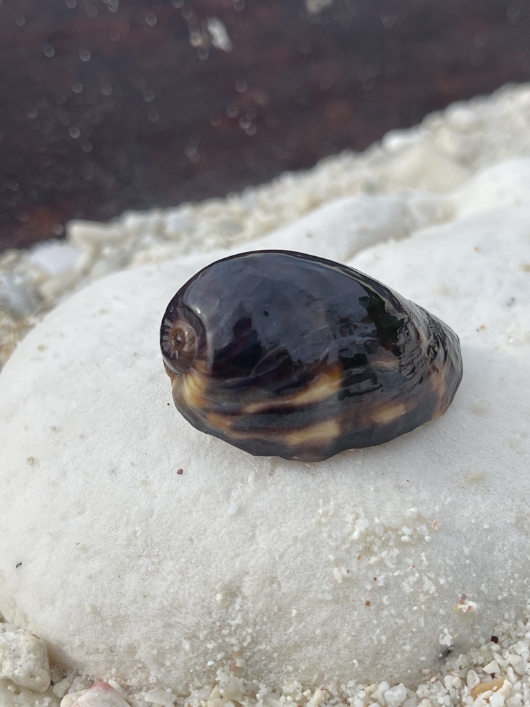 Caenogastropods from Diego Garcia, IO on June 25, 2023 at 0454 PM by