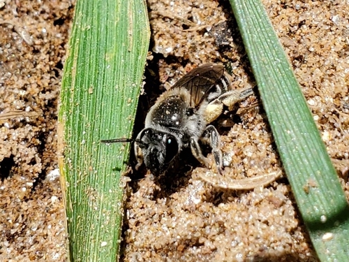 Colletes productus photographed in North Carolina