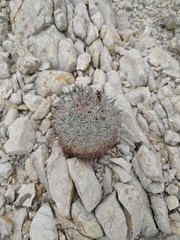 Echinomastus warnockii