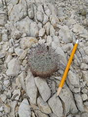 Echinomastus warnockii