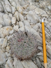 Echinomastus warnockii