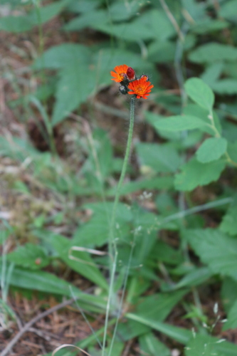 Pilosella aurantiaca