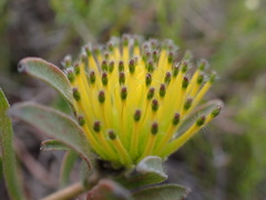Leucospermum gracile
