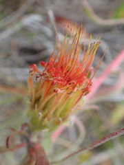 Leucospermum gracile