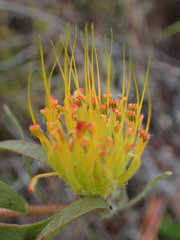Leucospermum gracile
