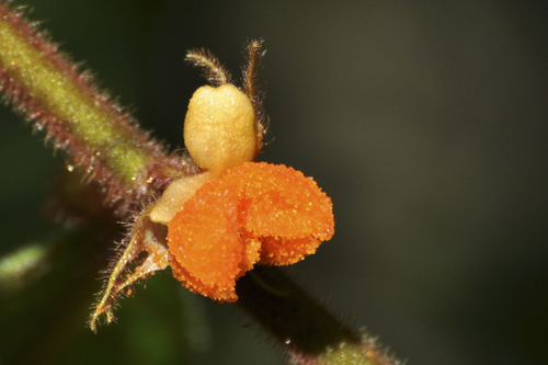 Aphelandra flava, photograph 3