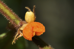 (c) Oscar Marín, some rights reserved (CC BY-SA) Aphelandra flava, photograph (c) Oscar Marín, some rights reserved (CC BY-SA)