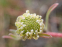 Leucospermum gracile