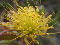 Leucospermum gracile