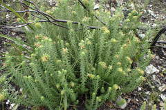 Campylostachys cernua