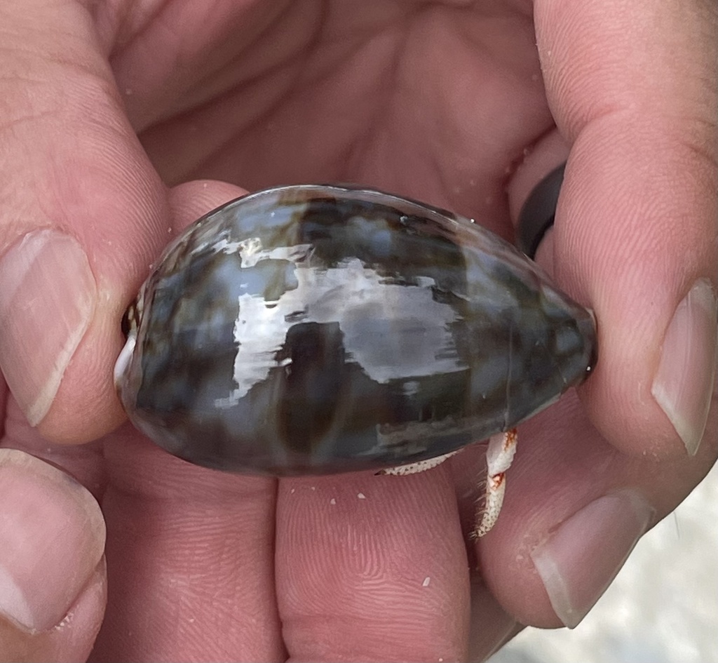 Caenogastropods from Diego Garcia, IO on June 27, 2023 at 0244 PM by