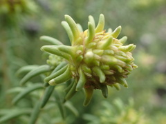 Campylostachys cernua