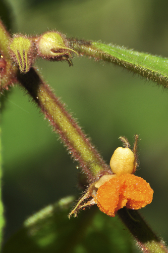 Aphelandra flava, photograph 4