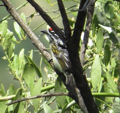 Pogoniulus pusillus