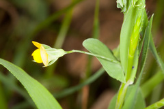 Lathyrus aphaca