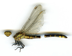 Phanogomphus kurilis