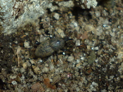 Sphenophorus inaequalis