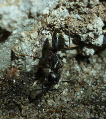 Sphenophorus inaequalis