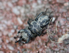 Sphenophorus parvulus