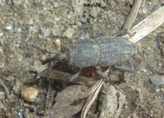 Sphenophorus parvulus