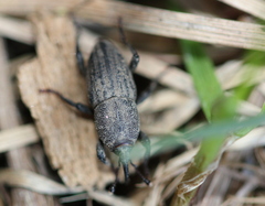 Sphenophorus parvulus