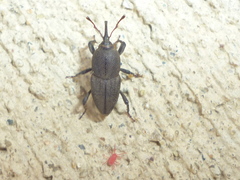Sphenophorus parvulus