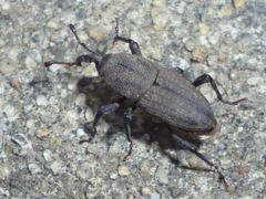 Sphenophorus parvulus