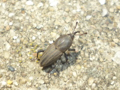 Sphenophorus parvulus