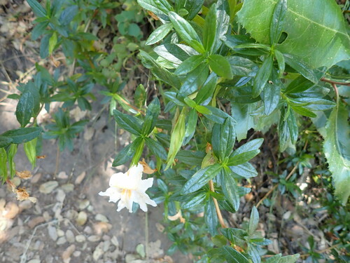 Image of Diplacus grandiflorus by (c) Larry Jensen, some rights reserved (CC BY)
