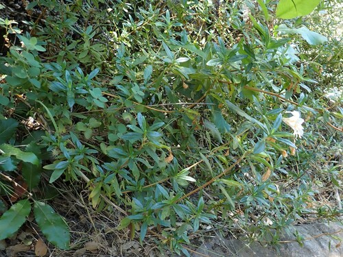 Image of Diplacus grandiflorus by (c) Larry Jensen, some rights reserved (CC BY)