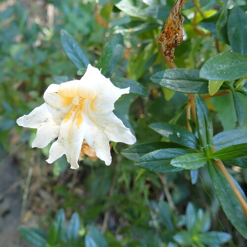Image of Diplacus grandiflorus by (c) Larry Jensen, some rights reserved (CC BY)
