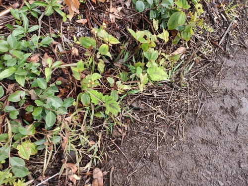 Rubus alceifolius image