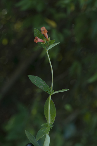 Sinningia incarnata