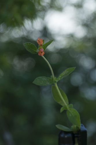 Sinningia incarnata
