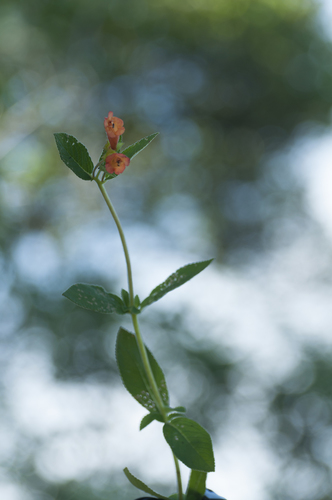 Sinningia incarnata