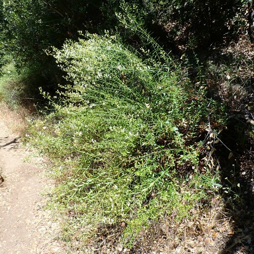 Image of Keckiella breviflora by (c) Larry Jensen, some rights reserved (CC BY)